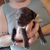 Coco, a female German Shorthaired Pointer for sale in Defuniak Springs, FL – Photo 1 of 6