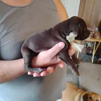 Coco, a female German Shorthaired Pointer for sale in Defuniak Springs, FL – Photo 6 of 6