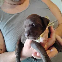 Coco, a female German Shorthaired Pointer for sale in Defuniak Springs, FL – Photo 3 of 6