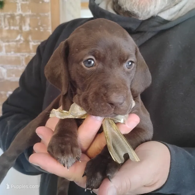 Coco – German Shorthaired Pointer puppy for sale in Defuniak Springs, FL