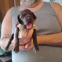Coco, a female German Shorthaired Pointer for sale in Defuniak Springs, FL – Photo 2 of 6