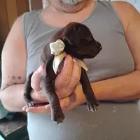 Coco, a female German Shorthaired Pointer for sale in Defuniak Springs, FL – Photo 5 of 6