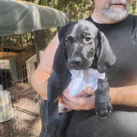 Will, a male German Shorthaired Pointer for sale in Defuniak Springs, FL – 2 of 10
