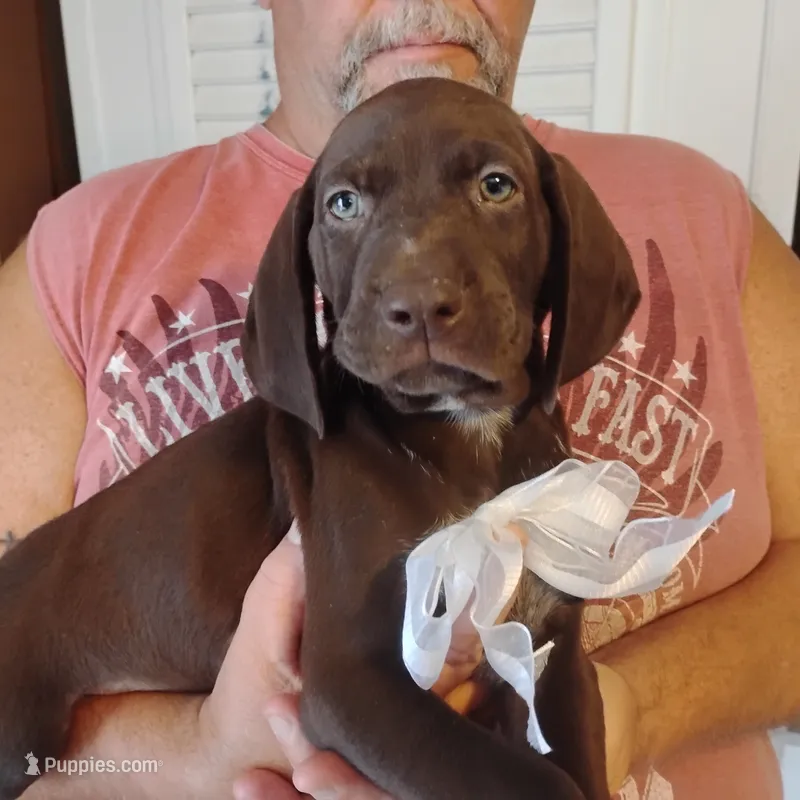 Marlin – German Shorthaired Pointer puppy for sale in Defuniak Springs, FL