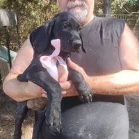 Winnie, a female German Shorthaired Pointer for sale in Defuniak Springs, FL – 3 of 9