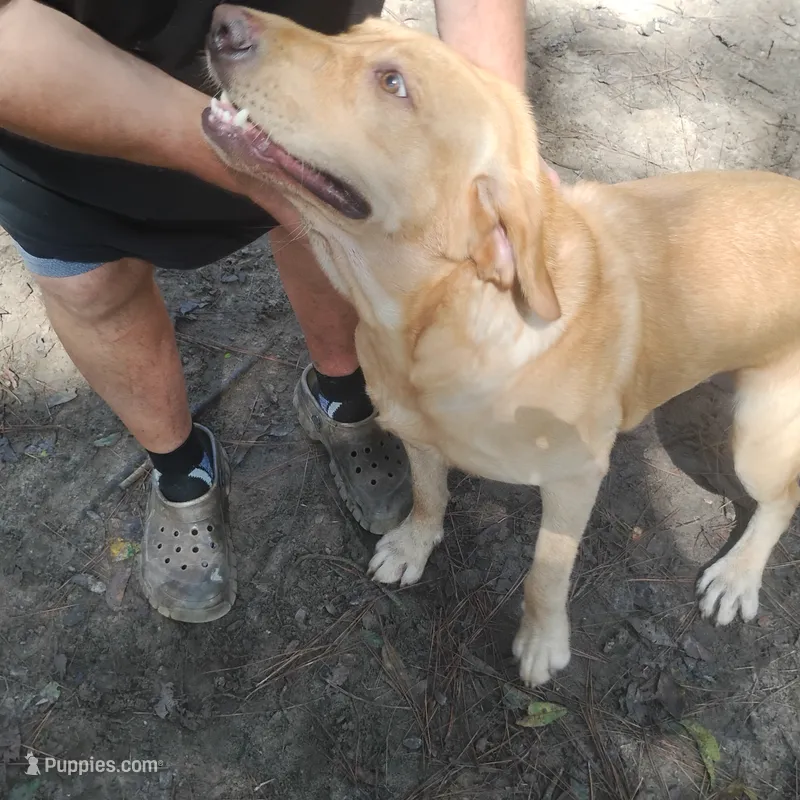 Winston – Labrador Retriever puppy for sale in Defuniak Springs, FL