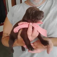 Evelyn, a female German Shorthaired Pointer for sale in Defuniak Springs, FL – 5 of 8