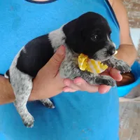 Peach Cobbler, a female German Shorthaired Pointer for sale in Defuniak Springs, FL – 3 of 9