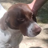 Hank, a male German Shorthaired Pointer for sale in Defuniak Springs, FL – 8 of 10