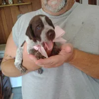 Genevieve, a female German Shorthaired Pointer for sale in Defuniak Springs, FL – 10 of 10