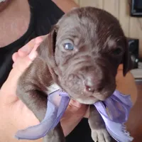 Lil' Perch , a female German Shorthaired Pointer for sale in Defuniak Springs, FL – 4 of 4
