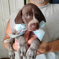Foghorn Leghorn, a male German Shorthaired Pointer for sale in Defuniak Springs, FL – 5 of 8
