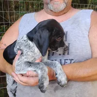 Peach Cobbler, a female German Shorthaired Pointer for sale in Defuniak Springs, FL – 3 of 7