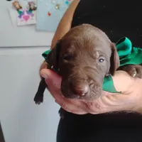 Sigmond , a male German Shorthaired Pointer for sale in Defuniak Springs, FL – 4 of 6