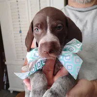 Foghorn Leghorn, a male German Shorthaired Pointer for sale in Defuniak Springs, FL – 7 of 8