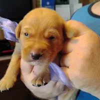 Lilac, a female Labrador Retriever for sale in Defuniak Springs, FL – 2 of 7