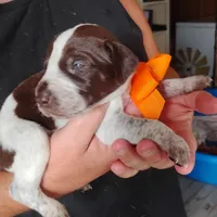 Mahi, a male German Shorthaired Pointer for sale in Defuniak Springs, FL – 7 of 7