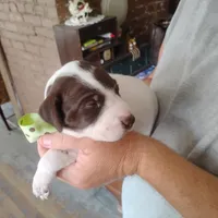 Sebastian , a male German Shorthaired Pointer for sale in Defuniak Springs, FL – 3 of 7