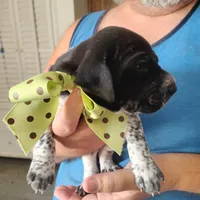 Spumoni , a male German Shorthaired Pointer for sale in Defuniak Springs, FL – 7 of 8