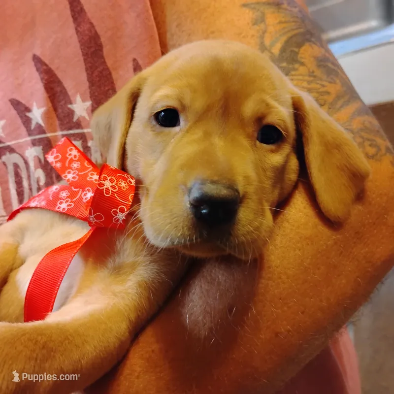 Rose – Labrador Retriever puppy for sale in Defuniak Springs, FL