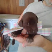 Patricia, a female German Shorthaired Pointer for sale in Defuniak Springs, FL – 4 of 9