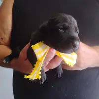 Ellie, a female German Shorthaired Pointer for sale in Defuniak Springs, FL – 4 of 7