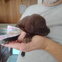Patricia, a female German Shorthaired Pointer for sale in Defuniak Springs, FL – 7 of 9