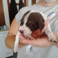 Madilyn, a female German Shorthaired Pointer for sale in Defuniak Springs, FL – 6 of 10