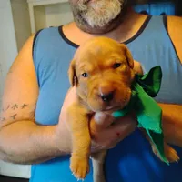 Timmy , a male Labrador Retriever for sale in Defuniak Springs, FL – 1 of 8