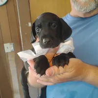 Will, a male German Shorthaired Pointer for sale in Defuniak Springs, FL – 9 of 10