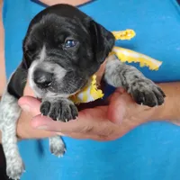 Peach Cobbler, a female German Shorthaired Pointer for sale in Defuniak Springs, FL – 8 of 9