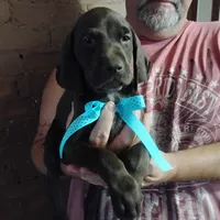 Elmer Fudd , a male German Shorthaired Pointer for sale in Defuniak Springs, FL – 3 of 8