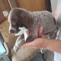 Foghorn Leghorn, a male German Shorthaired Pointer for sale in Defuniak Springs, FL – 4 of 8
