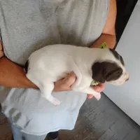 Sebastian , a male German Shorthaired Pointer for sale in Defuniak Springs, FL – 5 of 7
