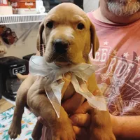 Ollie, a male Labrador Retriever for sale in Defuniak Springs, FL – 3 of 8