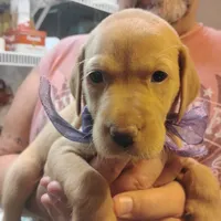 Lilac, a female Labrador Retriever for sale in Defuniak Springs, FL – 7 of 8