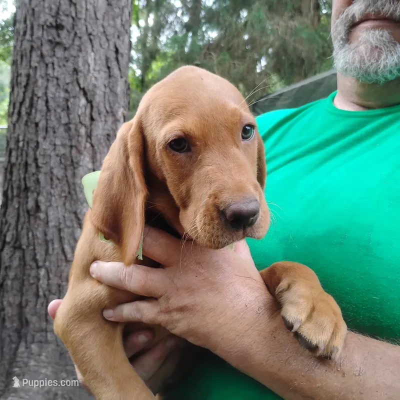 Woodrow – Labrador Retriever puppy for sale in Defuniak Springs, FL