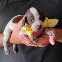 Lady fish , a female German Shorthaired Pointer for sale in Defuniak Springs, FL – 2 of 8