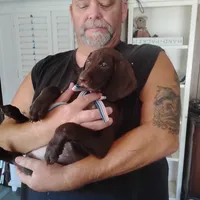 Clara, a female German Shorthaired Pointer for sale in Defuniak Springs, FL – 7 of 8
