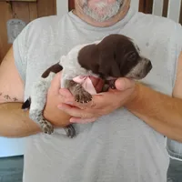 Genevieve, a female German Shorthaired Pointer for sale in Defuniak Springs, FL – 7 of 10