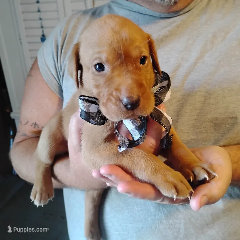 Sammy – Labrador Retriever puppy for sale in Defuniak Springs, FL