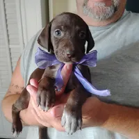 Lil' Perch , a female German Shorthaired Pointer for sale in Defuniak Springs, FL – 5 of 7