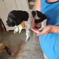 Spumoni , a male German Shorthaired Pointer for sale in Defuniak Springs, FL – 4 of 8