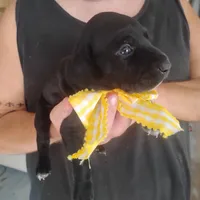 Audrey, a female German Shorthaired Pointer for sale in Defuniak Springs, FL – 5 of 9