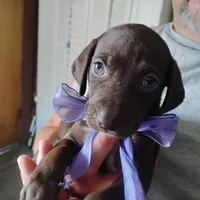 Lil' Perch , a female German Shorthaired Pointer for sale in Defuniak Springs, FL – 6 of 7