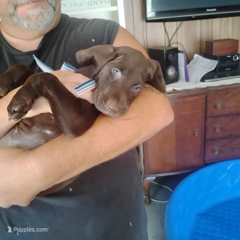 Clara – German Shorthaired Pointer puppy for sale in Defuniak Springs, FL