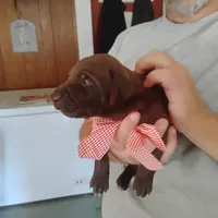 Evelyn, a female German Shorthaired Pointer for sale in Defuniak Springs, FL – 4 of 8