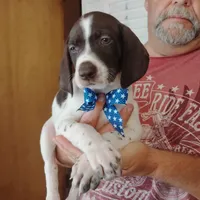 Barracuda, a male German Shorthaired Pointer for sale in Defuniak Springs, FL – 3 of 6