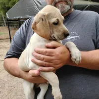 Casper, a male German Shorthaired Pointer for sale in Defuniak Springs, FL – Photo 3 of 6