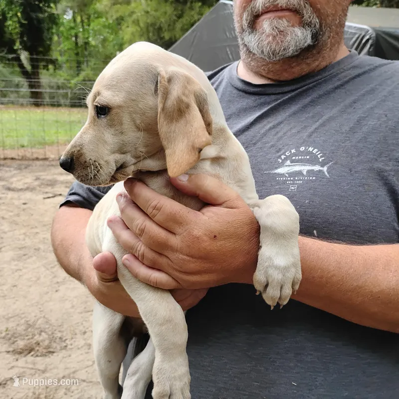 Casper – German Shorthaired Pointer puppy for sale in Defuniak Springs, FL